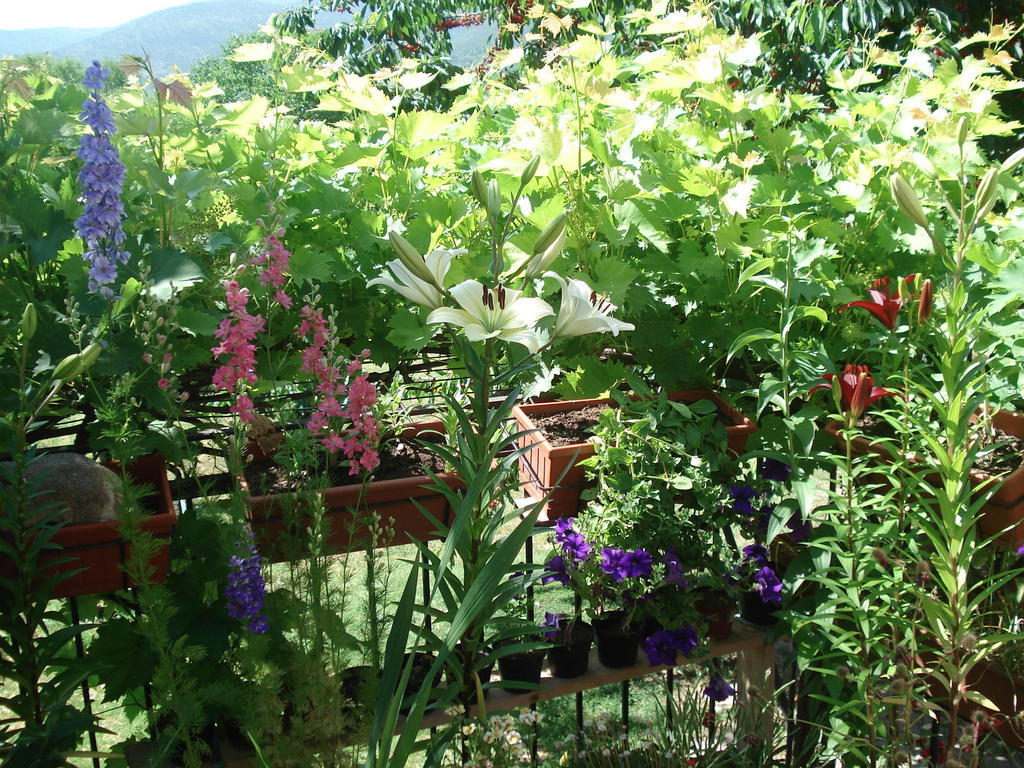 Navelli Abruzzo Segreto B&B 외부 사진